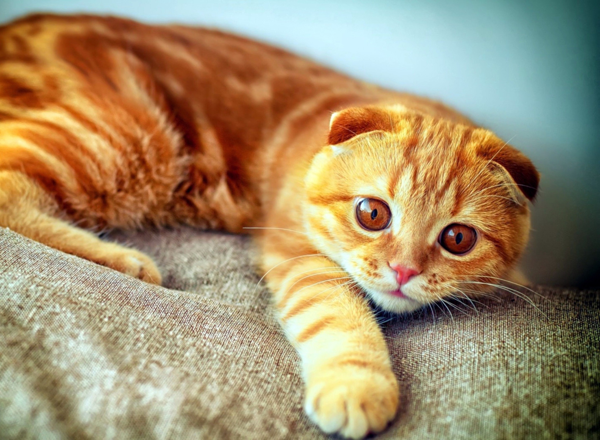 Ginger Cat wallpaper 1920x1408