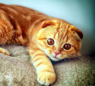 Ginger Cat - Obrázkek zdarma pro iPad 3