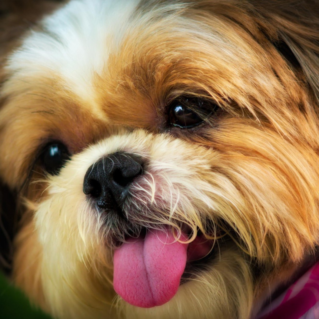 Cutest Plush Looking Puppy screenshot #1 1024x1024