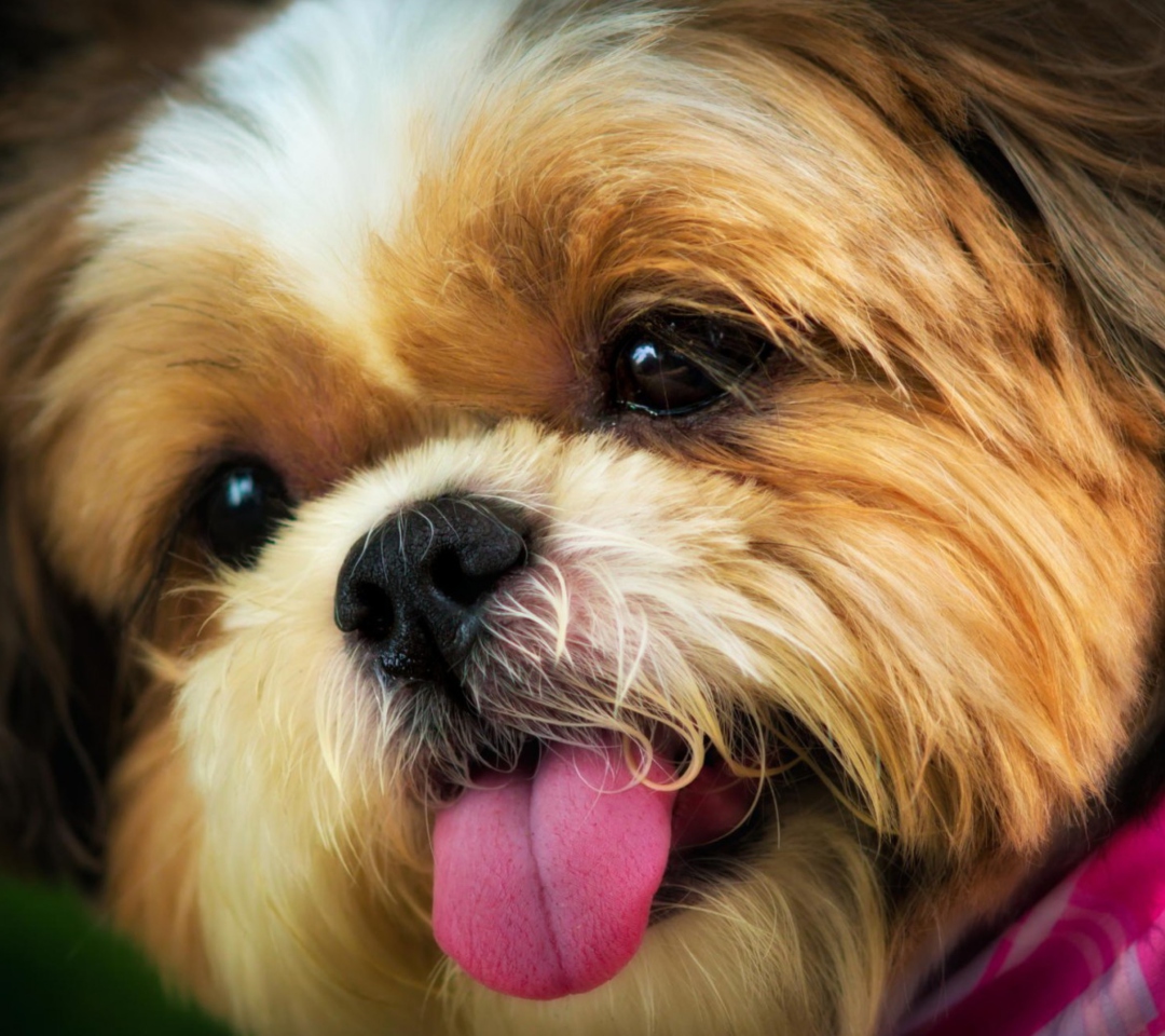 Das Cutest Plush Looking Puppy Wallpaper 1080x960