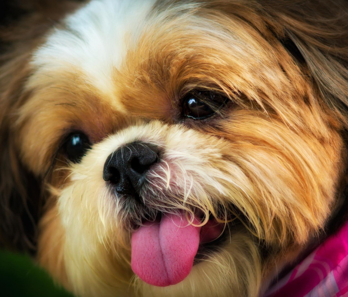 Das Cutest Plush Looking Puppy Wallpaper 1200x1024