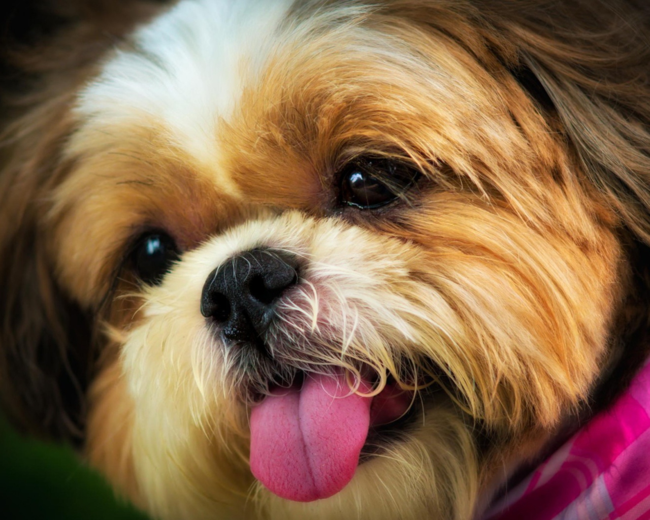Cutest Plush Looking Puppy wallpaper 1280x1024