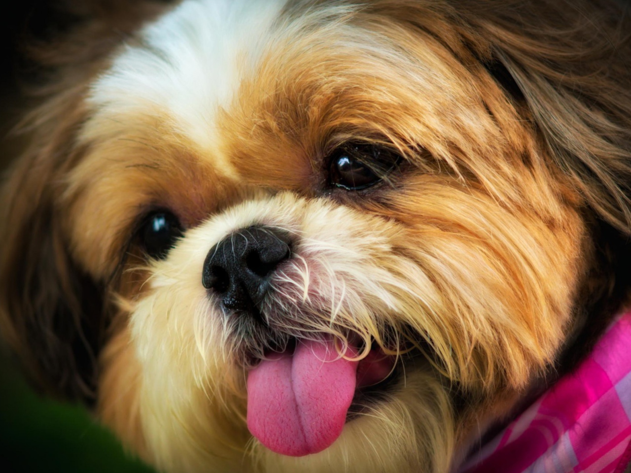 Cutest Plush Looking Puppy wallpaper 1280x960
