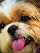 Cutest Plush Looking Puppy wallpaper 132x176