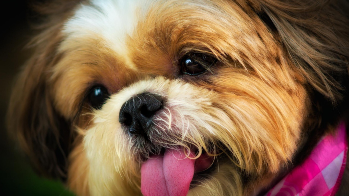 Cutest Plush Looking Puppy wallpaper 1366x768