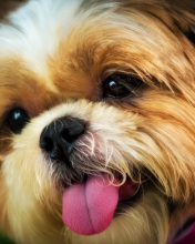 Das Cutest Plush Looking Puppy Wallpaper 176x220