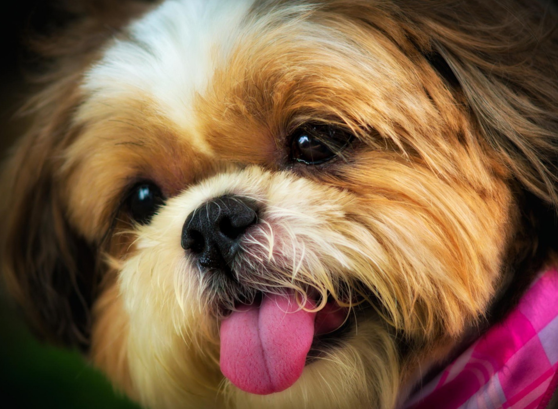 Fondo de pantalla Cutest Plush Looking Puppy 1920x1408
