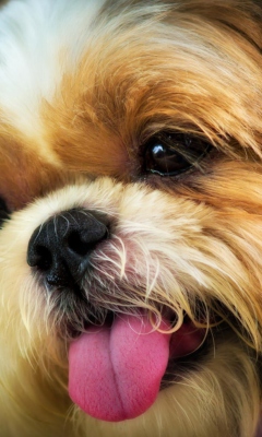 Cutest Plush Looking Puppy screenshot #1 240x400