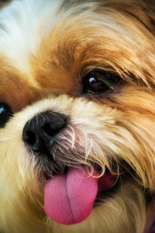 Das Cutest Plush Looking Puppy Wallpaper 320x480
