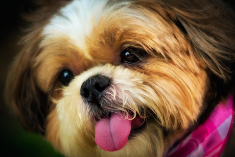 Das Cutest Plush Looking Puppy Wallpaper 480x320