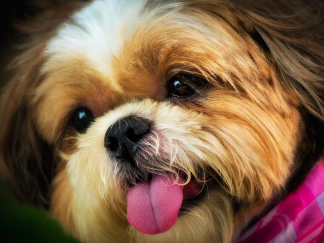 Das Cutest Plush Looking Puppy Wallpaper 640x480