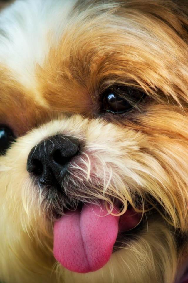 Cutest Plush Looking Puppy wallpaper 640x960