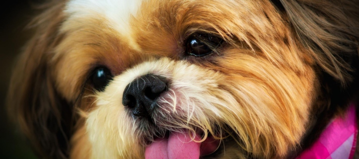 Das Cutest Plush Looking Puppy Wallpaper 720x320