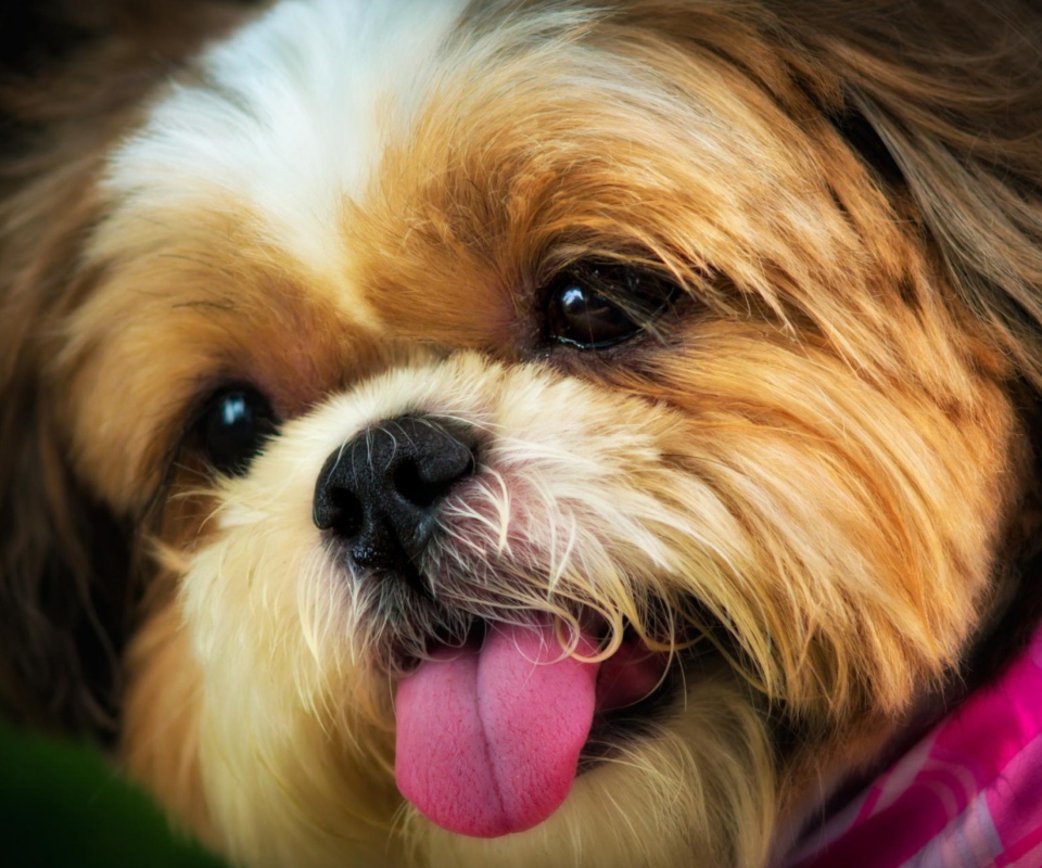 Cutest Plush Looking Puppy screenshot #1 960x800