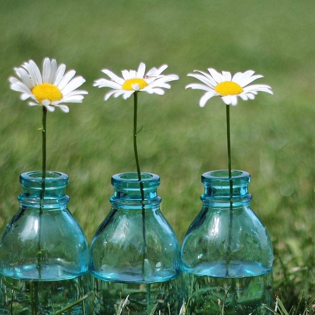 Das Daisies In Blue Glass Bottles Wallpaper 1024x1024