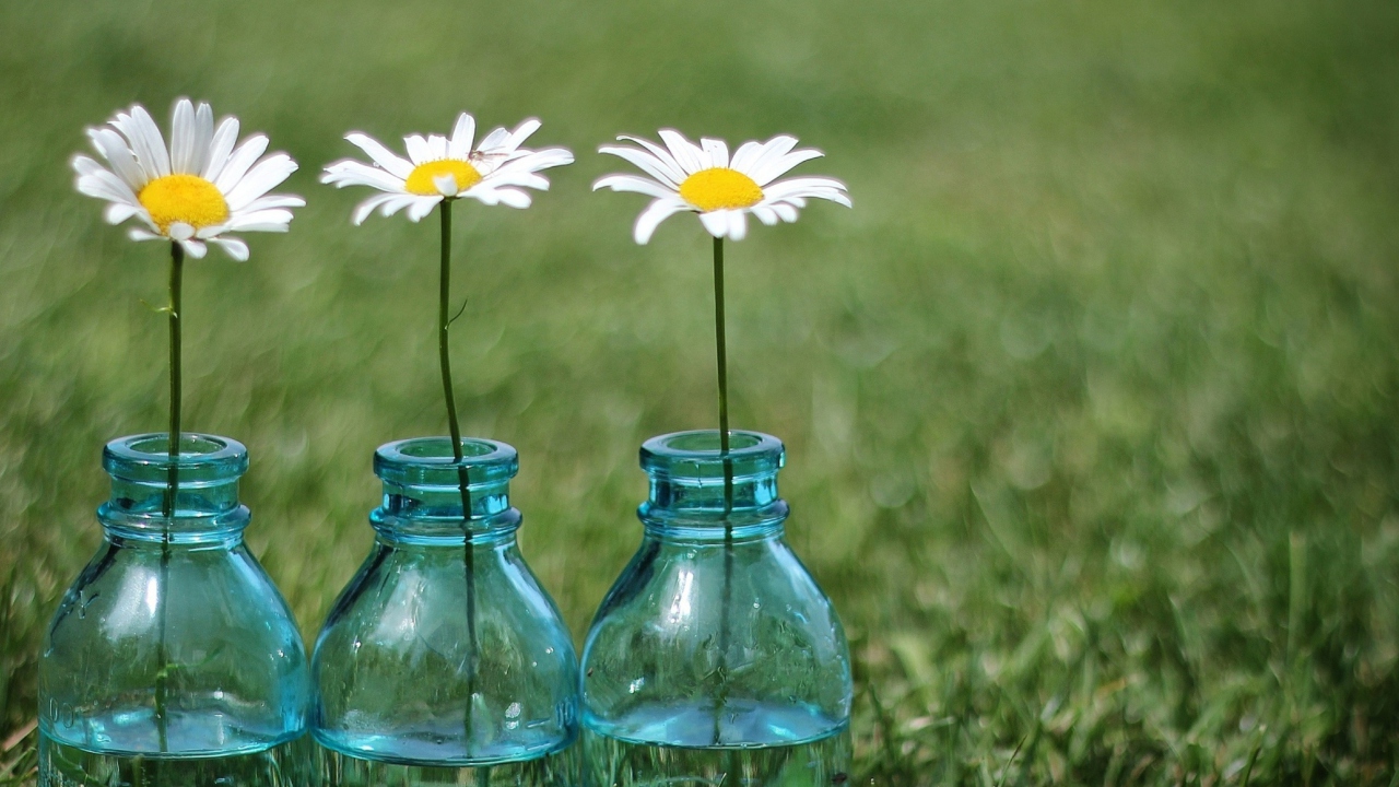 Sfondi Daisies In Blue Glass Bottles 1280x720