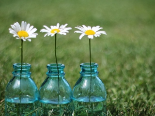 Sfondi Daisies In Blue Glass Bottles 320x240