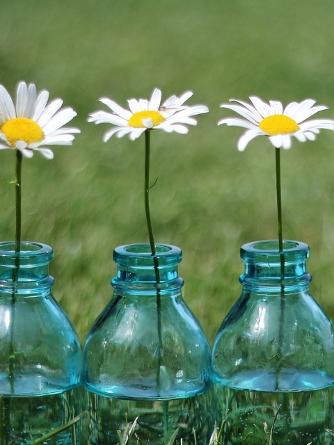 Обои Daisies In Blue Glass Bottles 480x640