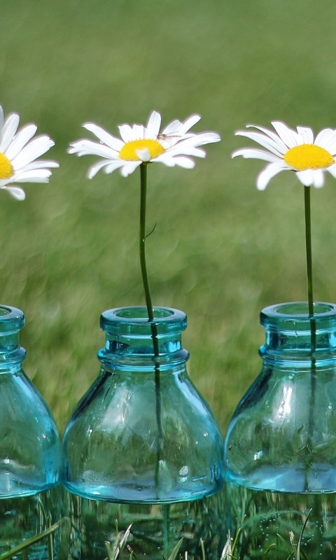 Обои Daisies In Blue Glass Bottles 480x800