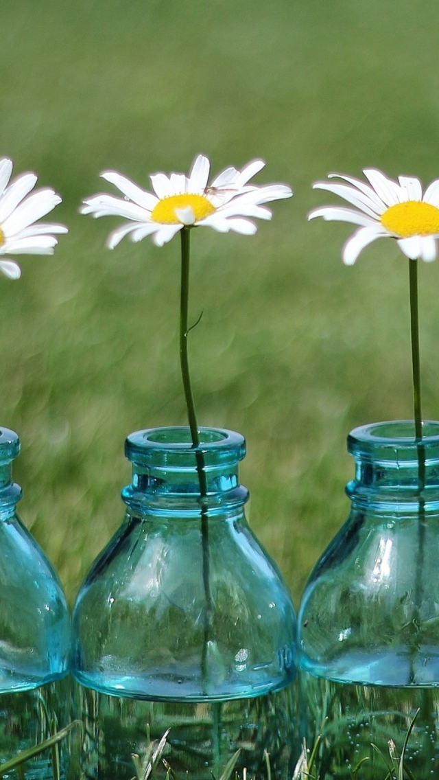 Das Daisies In Blue Glass Bottles Wallpaper 640x1136