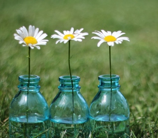 Daisies In Blue Glass Bottles - Obrázkek zdarma pro 2048x2048