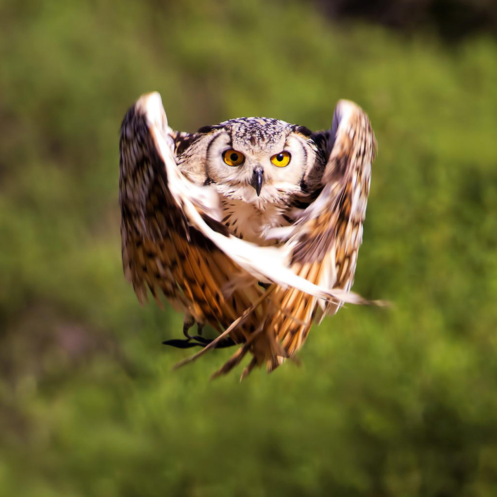Owl Bird screenshot #1 1024x1024