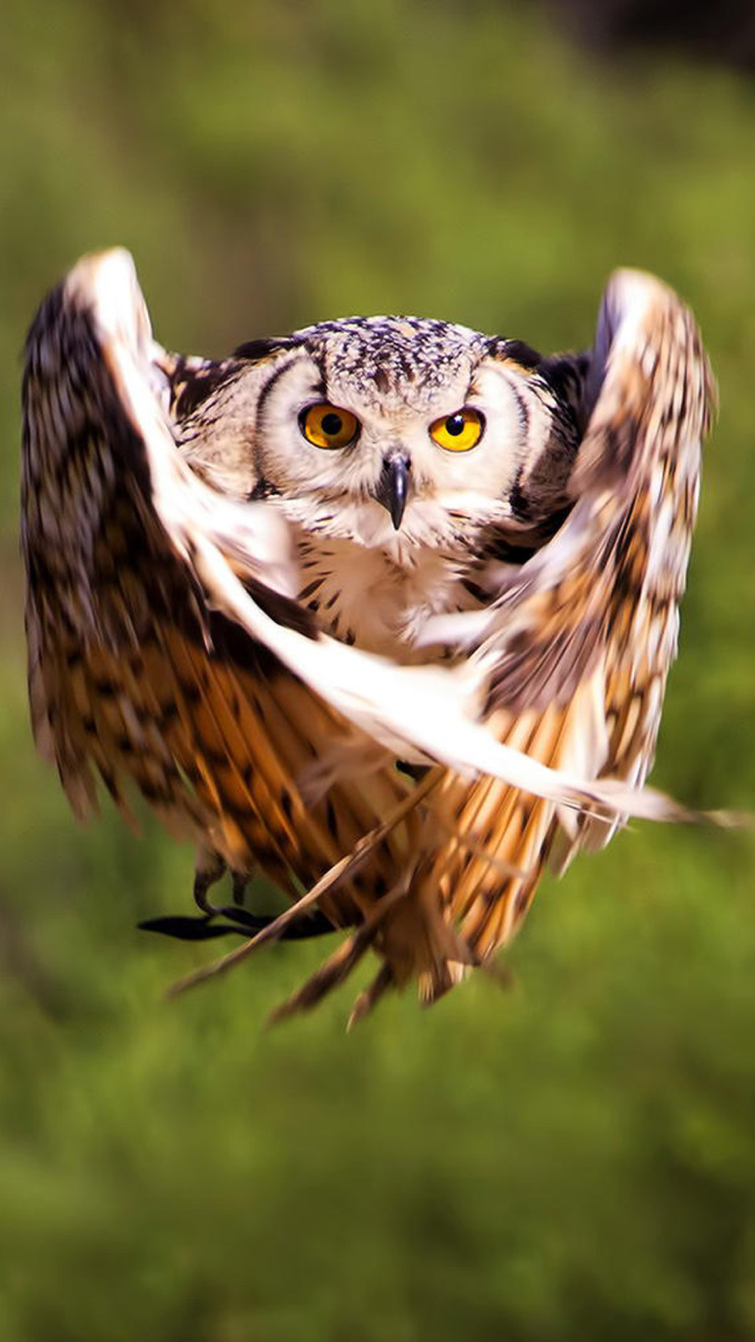 Das Owl Bird Wallpaper 1080x1920