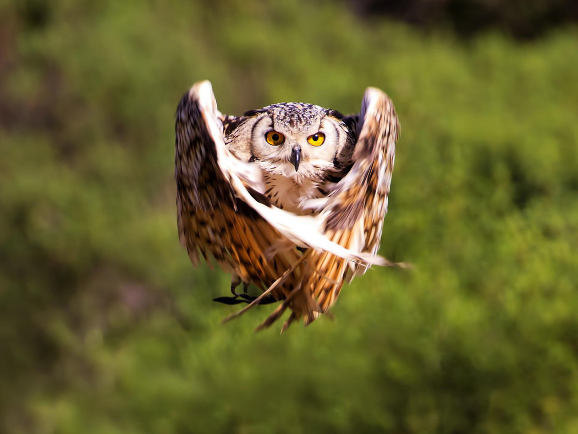 Owl Bird wallpaper 1152x864