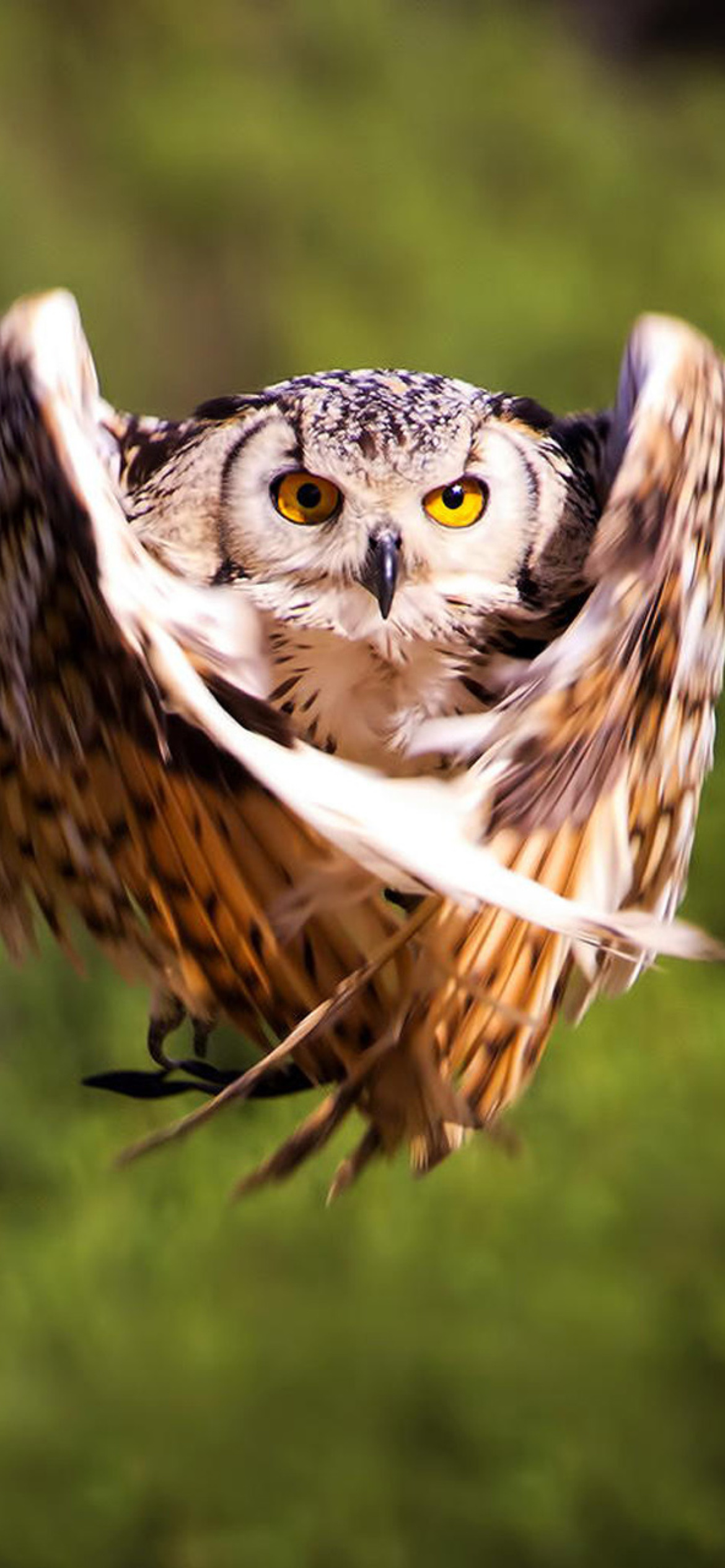 Fondo de pantalla Owl Bird 1170x2532