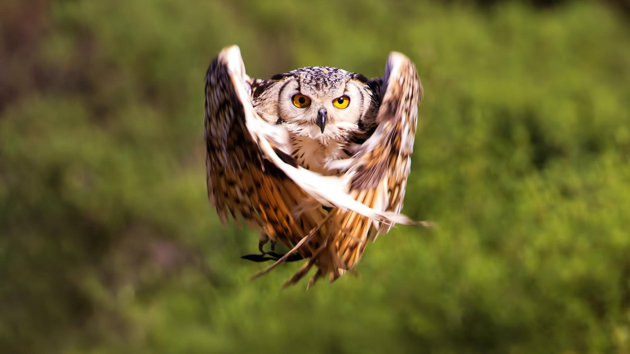 Обои Owl Bird 1280x720