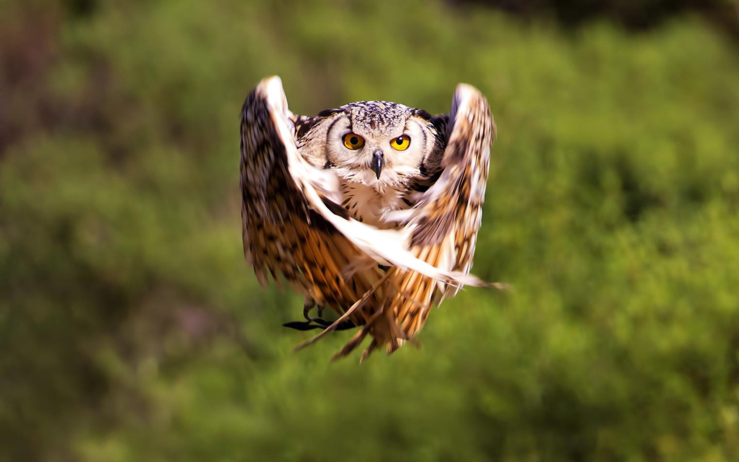 Screenshot №1 pro téma Owl Bird 1440x900