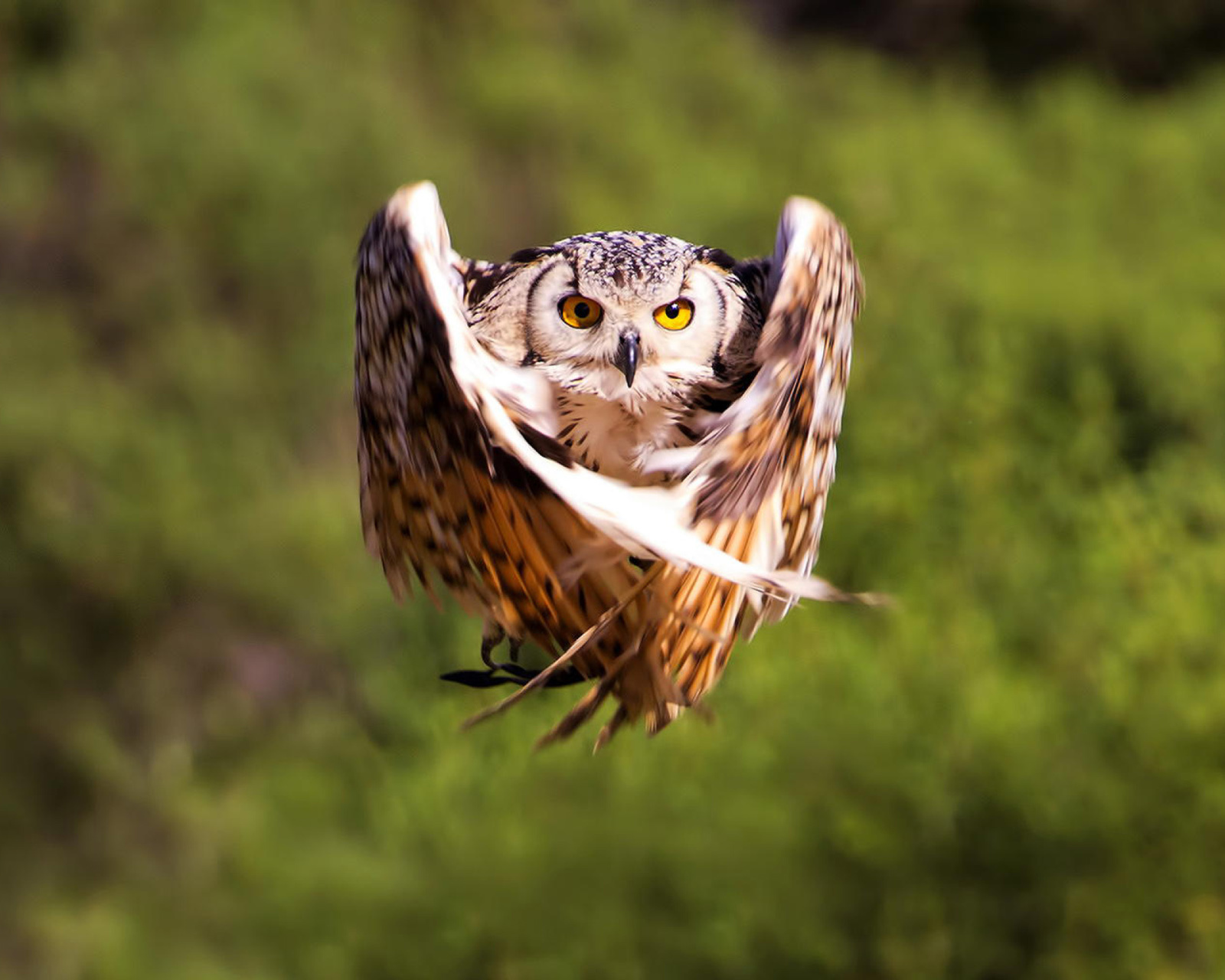 Fondo de pantalla Owl Bird 1600x1280