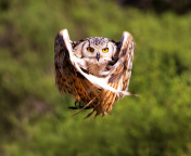 Fondo de pantalla Owl Bird 176x144