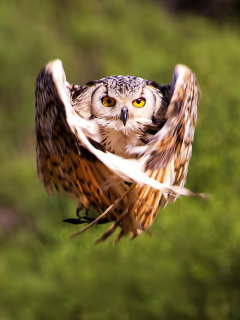 Das Owl Bird Wallpaper 240x320