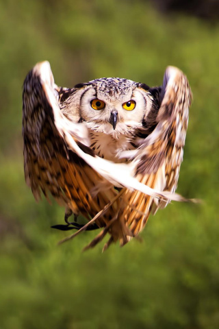 Das Owl Bird Wallpaper 320x480