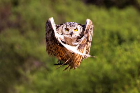 Sfondi Owl Bird 480x320