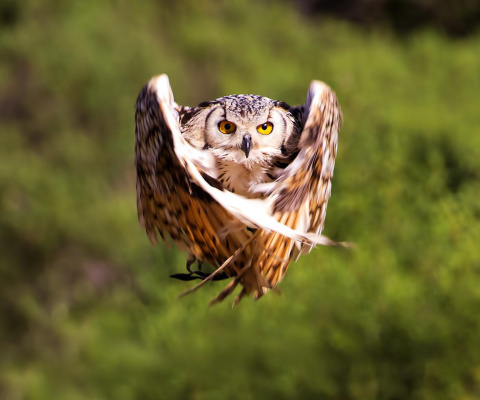 Sfondi Owl Bird 480x400