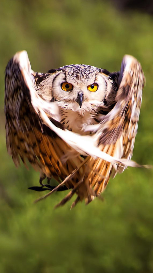 Обои Owl Bird 640x1136
