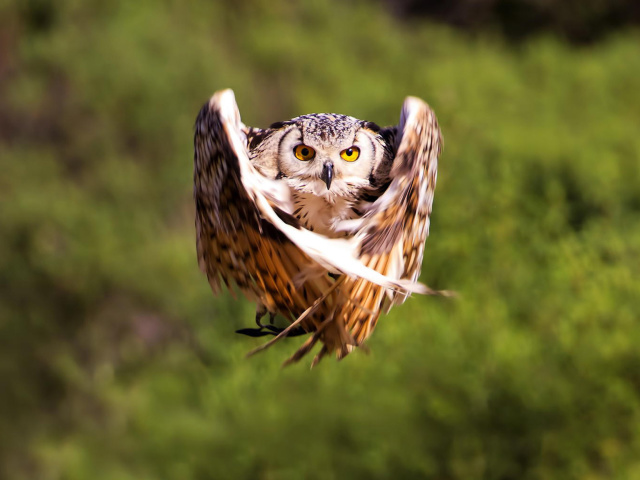 Das Owl Bird Wallpaper 640x480