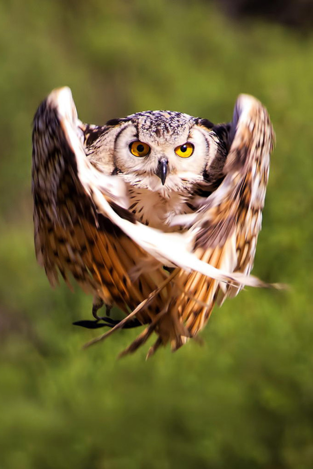Обои Owl Bird 640x960