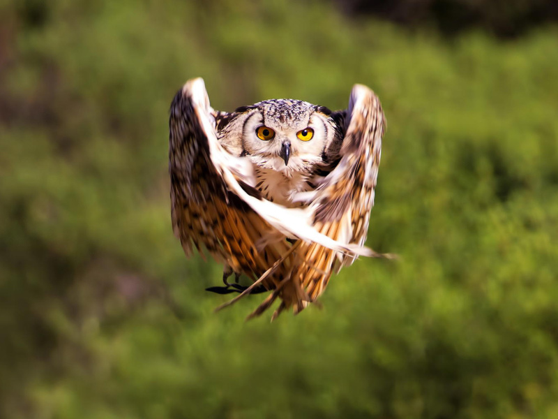 Owl Bird screenshot #1 800x600