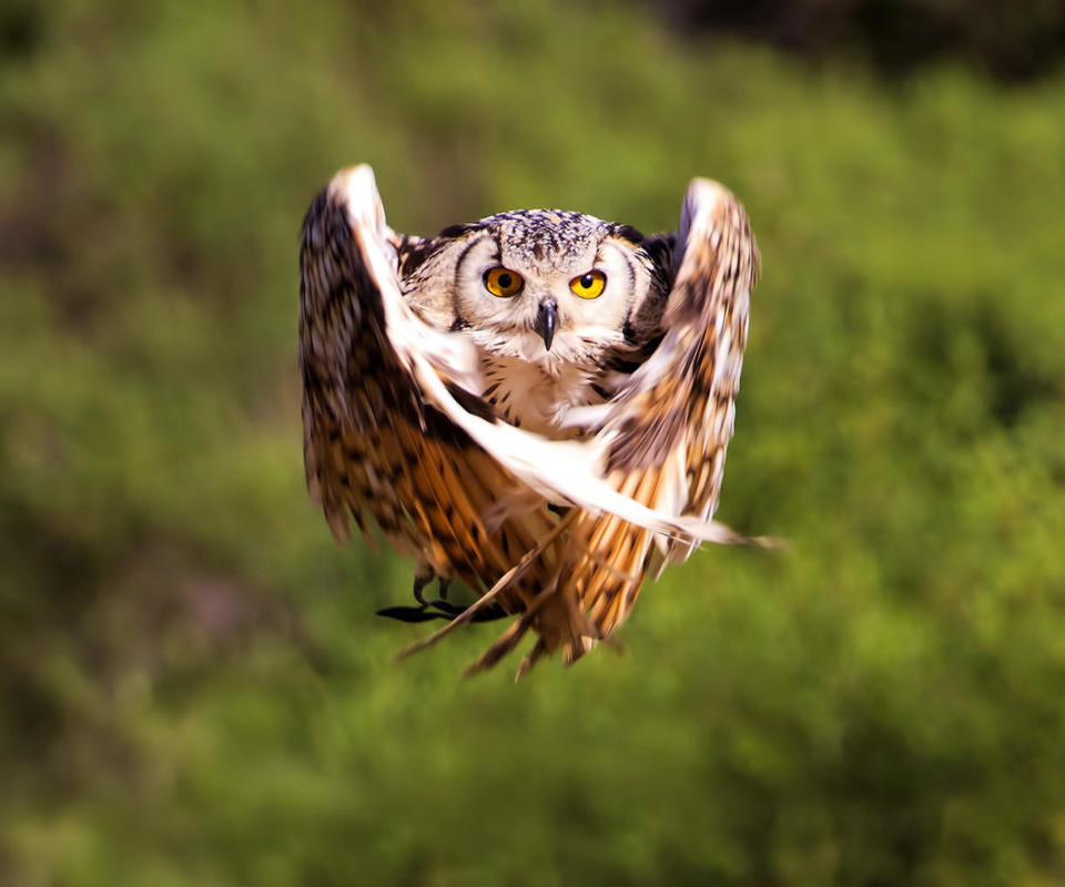 Sfondi Owl Bird 960x800