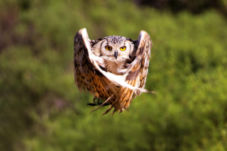 Owl Bird - Obrázkek zdarma pro Samsung Galaxy S 4G