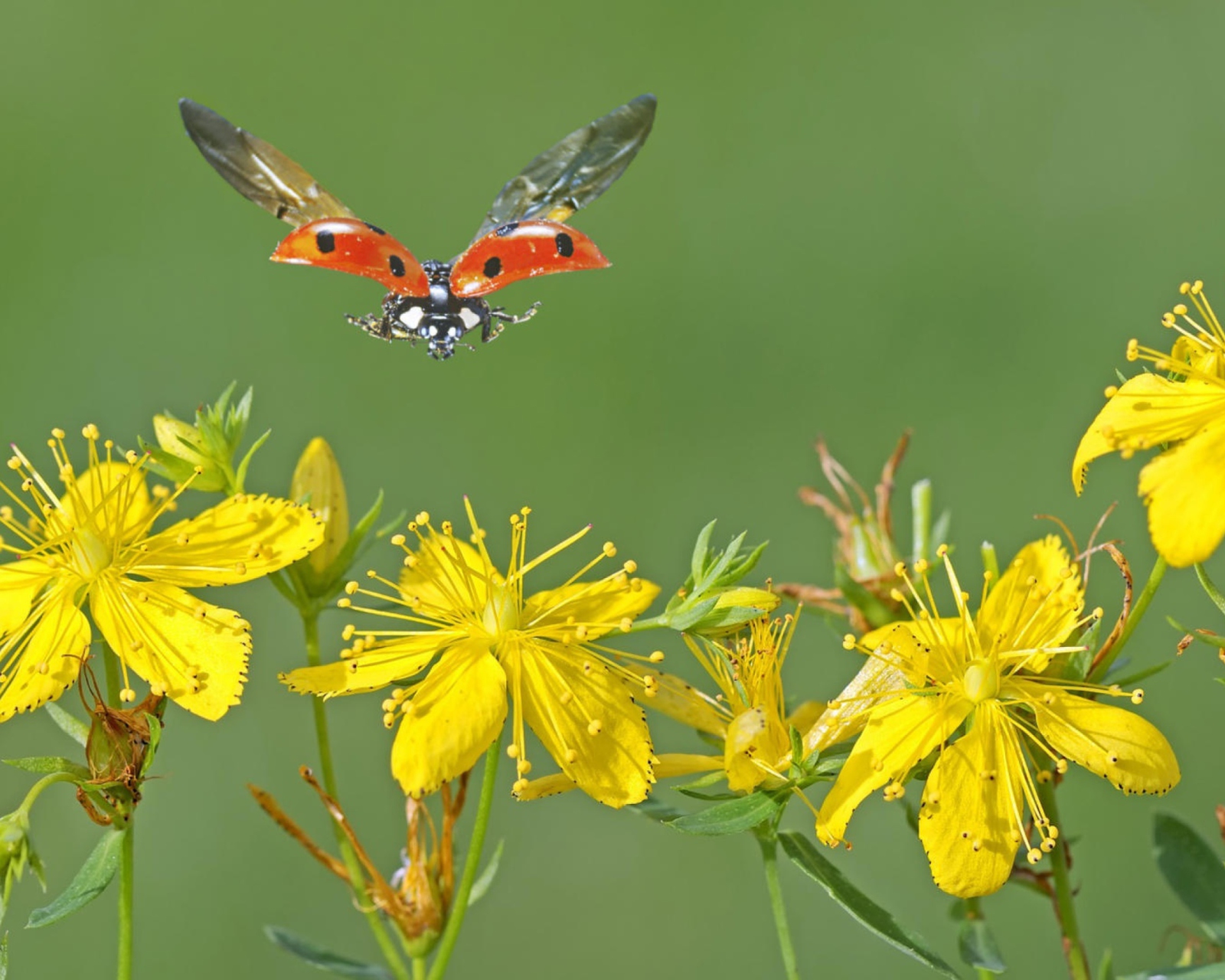 Sfondi Lady Bug And Flowers 1600x1280