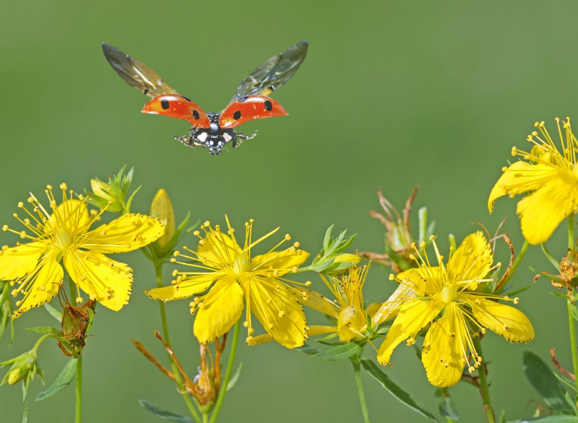 Screenshot №1 pro téma Lady Bug And Flowers 1920x1408