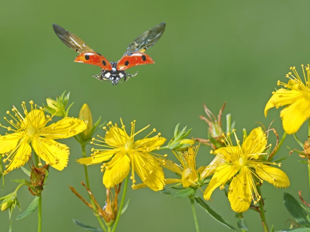 Lady Bug And Flowers wallpaper 640x480