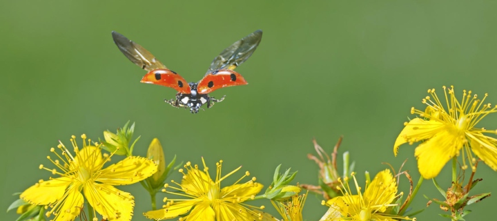 Das Lady Bug And Flowers Wallpaper 720x320