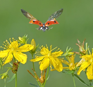 Lady Bug And Flowers - Fondos de pantalla gratis para 1024x1024