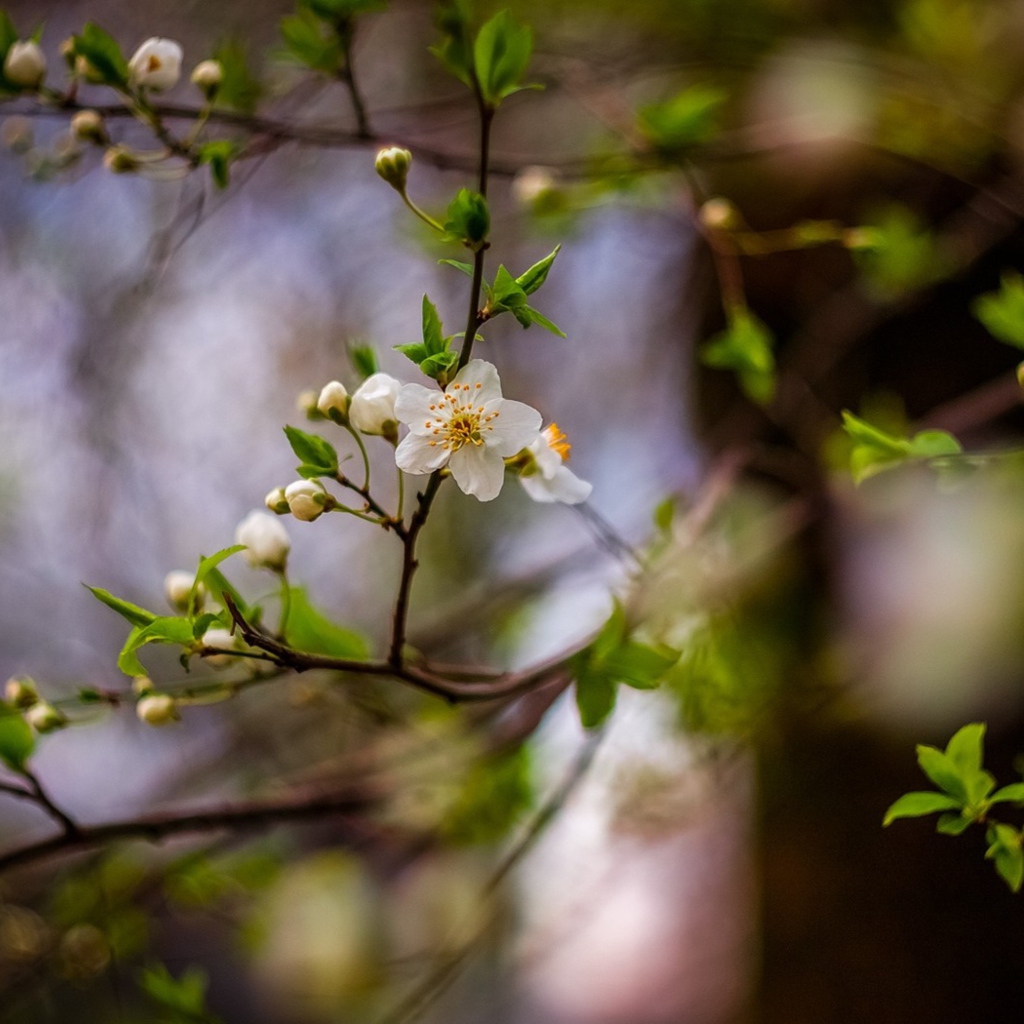 White Blossom wallpaper 1024x1024