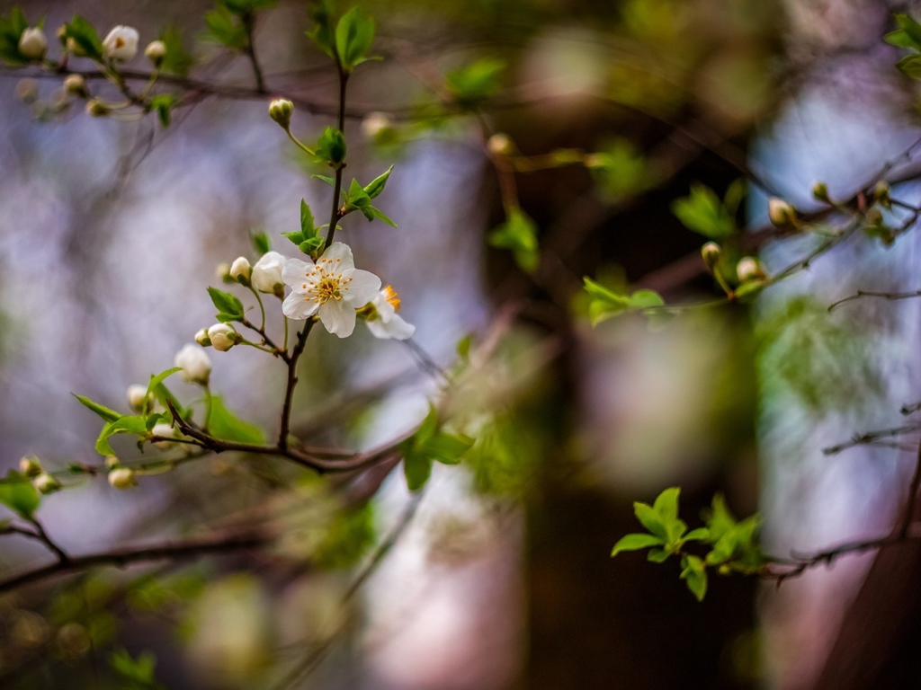 Das White Blossom Wallpaper 1024x768